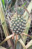 Round trip thailand july 2017 - pineapple field in  Maechae