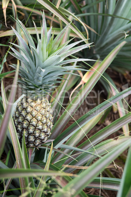 Round trip thailand july 2017 - pineapple field in  Maechae