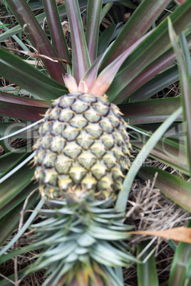 Round trip thailand july 2017 - pineapple field in  Maechae