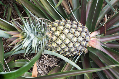 Round trip thailand july 2017 - pineapple field in  Maechae