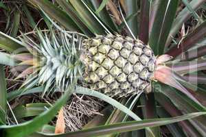 Round trip thailand july 2017 - pineapple field in  Maechae