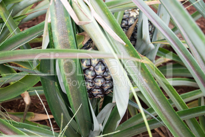 Round trip thailand july 2017 - pineapple field in  Maechae