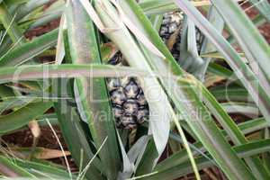 Round trip thailand july 2017 - pineapple field in  Maechae