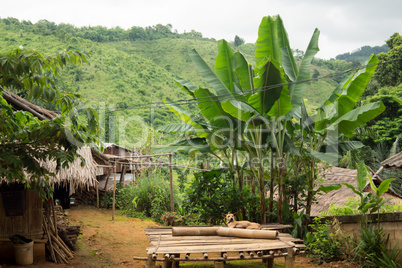 Round trip thailand july 2017 - nature in Chiang Rai,  Akha moun