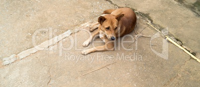 dog in a  Akha mountain village