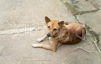 dog in a  Akha mountain village