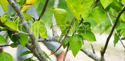 snake in a garden in Yungkhao