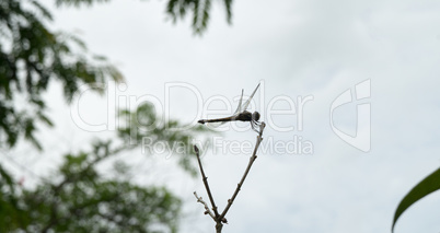 dragon-fly in  the garden restaurant in Yungkhao