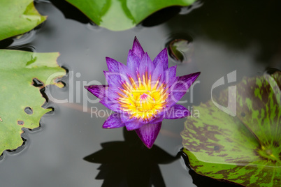 water lily in a garden in Yungkhao