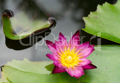 water lily in a garden in Yungkhao