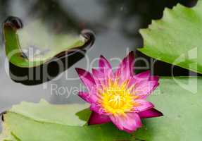 water lily in a garden in Yungkhao