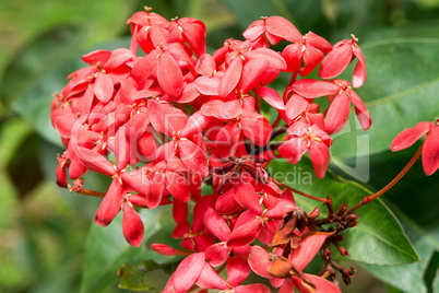 red blossom in a  garden in Yungkhao