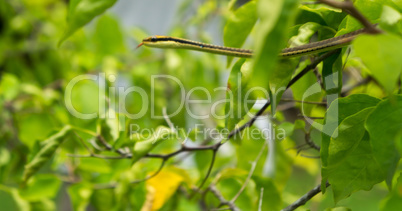 snake in a garden in Yungkhao