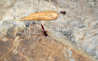 dragonfly at the hot spring in Thaweesin Chiang Rai