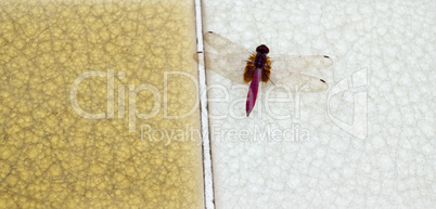 dragonfly at the hot spring in Thaweesin Chiang Rai