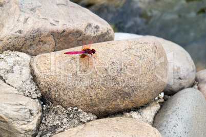 dragonfly at the hot spring in Thaweesin Chiang Rai