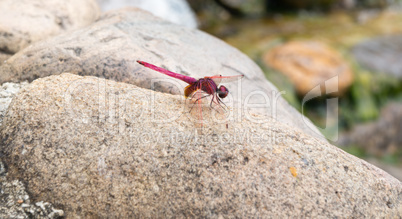 dragonfly at the hot spring in Thaweesin Chiang Rai