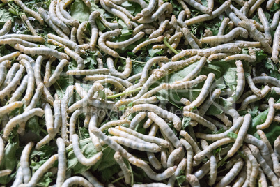 silk worms in San Kampheng