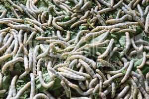silk worms in San Kampheng