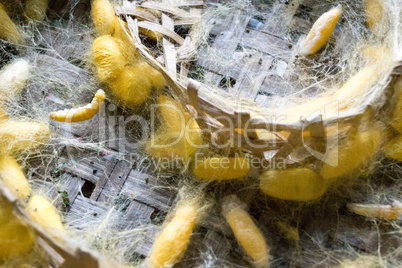 silk worms in San Kampheng