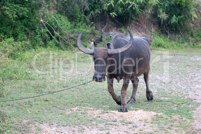 water buffalo in Doi Saket