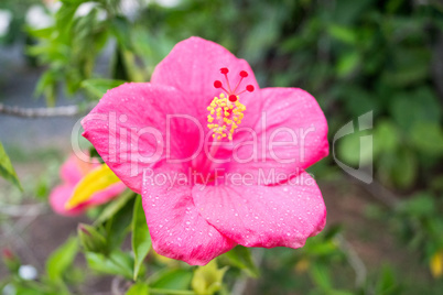 flowers in Doi Saket in thailand