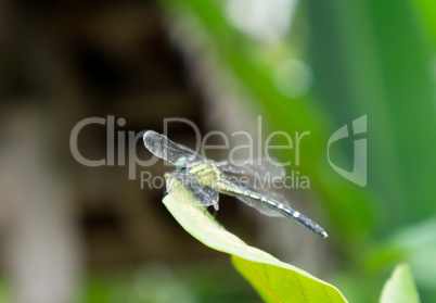 dragonfly, trees and plants in  Doi Saket in thailand