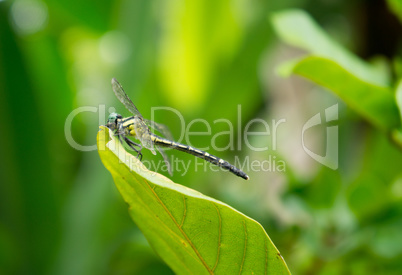 dragonfly, trees and plants in  Doi Saket in thailand