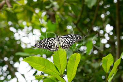 butterfly, trees and plants in  Doi Saket in thailand