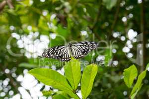 butterfly, trees and plants in  Doi Saket in thailand