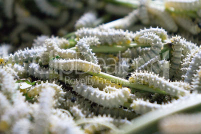 silk worms in San Kampheng