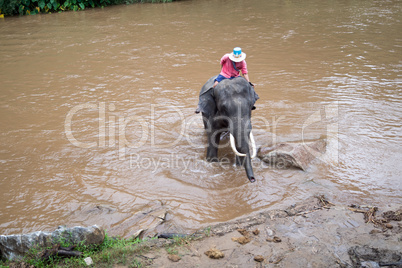 Maetaeng Elephant Park - bathing elephant in the Mae Taeng Rive