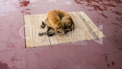 Round trip thailand july 2017 - Chiang Mai - dog in the  Wat Phr