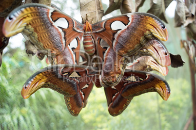 Butterfly in  Mae Rim Chiang Mai