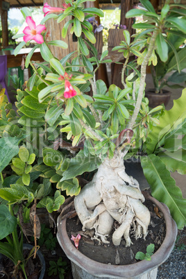 plants  in Kanchanaburi