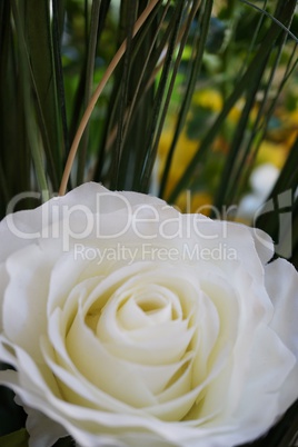 White rose with green