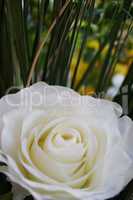 White rose with green
