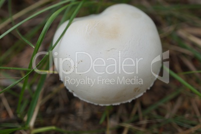 Lonely white mushroom