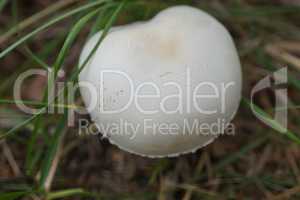 Lonely white mushroom