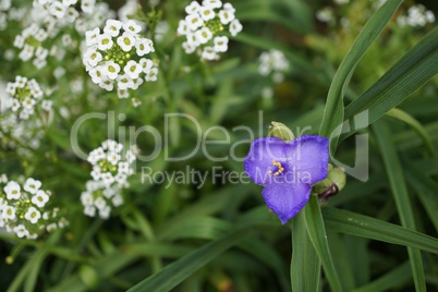 Delicate flowers in green