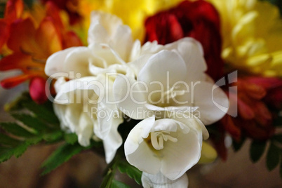 White fresia in bouquet