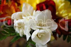 White fresia in bouquet