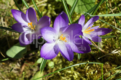 Three purple crocuses