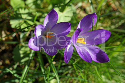 two  purple crocuses