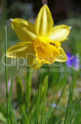 Easter bell with ants visit in spring