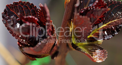 Hydrangea buds in spring