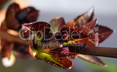 Hydrangea buds in spring
