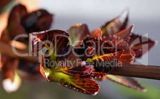 Hydrangea buds in spring