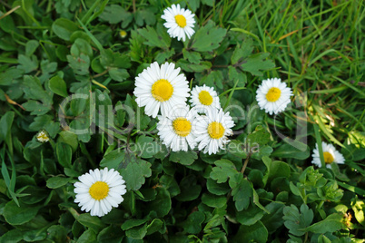 Delicate flowers in green