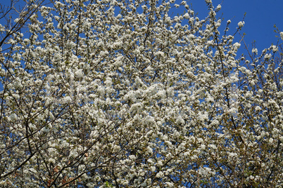 Tree with white flowers